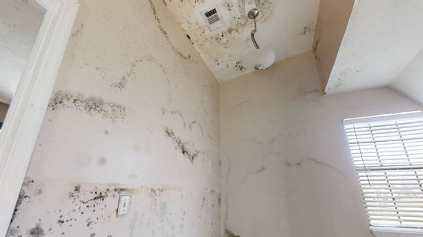 Best Commercial Mold Inspection  in Scottdale, GA