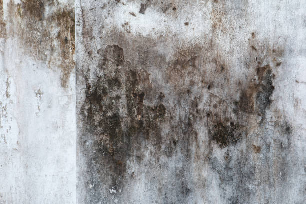  Scottdale, GA Mold Removal Pros