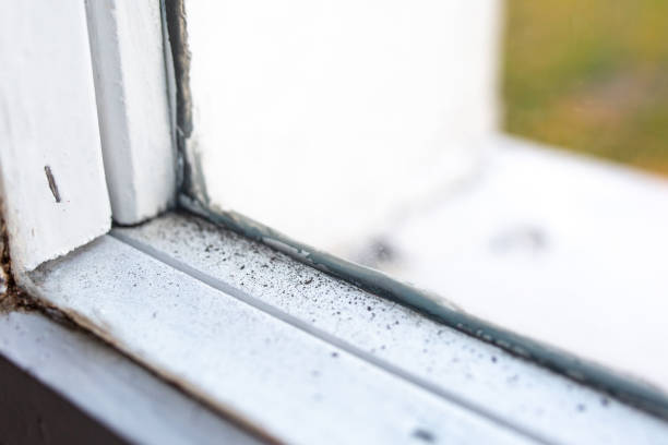 Mold Documentation for Insurance Claims in Scottdale, GA