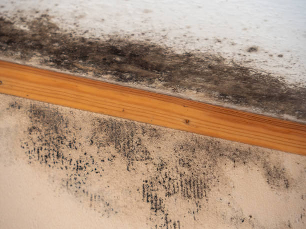 Scottdale, GA Mold Removal Company
