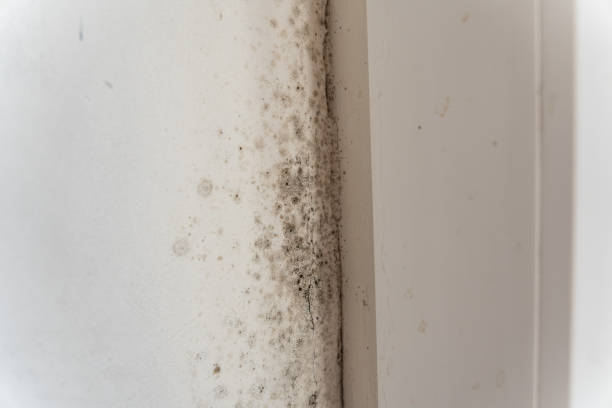 Best Post-Construction Mold Inspection  in Scottdale, GA
